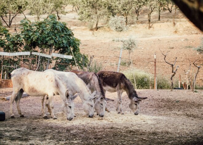 After five years, a lost donkey was found thriving with an elk herd