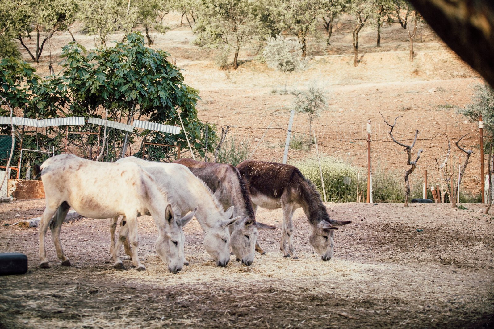 After five years, a lost donkey was found thriving with an elk herd