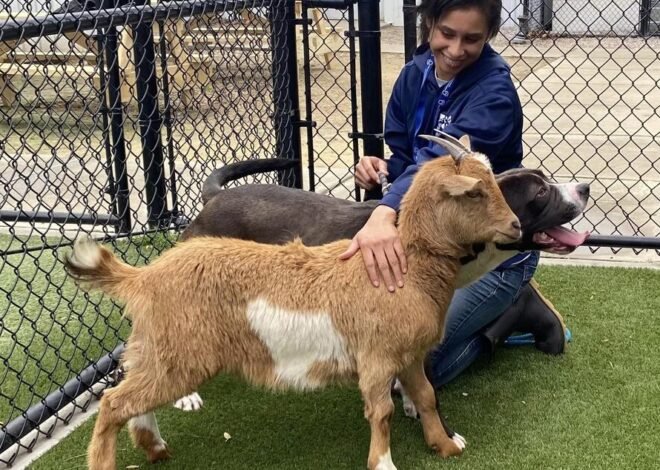 “At the shelter, a dog and goat pair are so close that they’re a package deal”