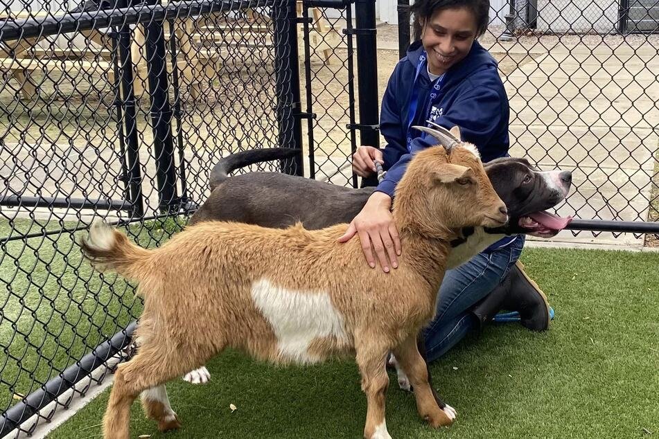 “At the shelter, a dog and goat pair are so close that they’re a package deal”