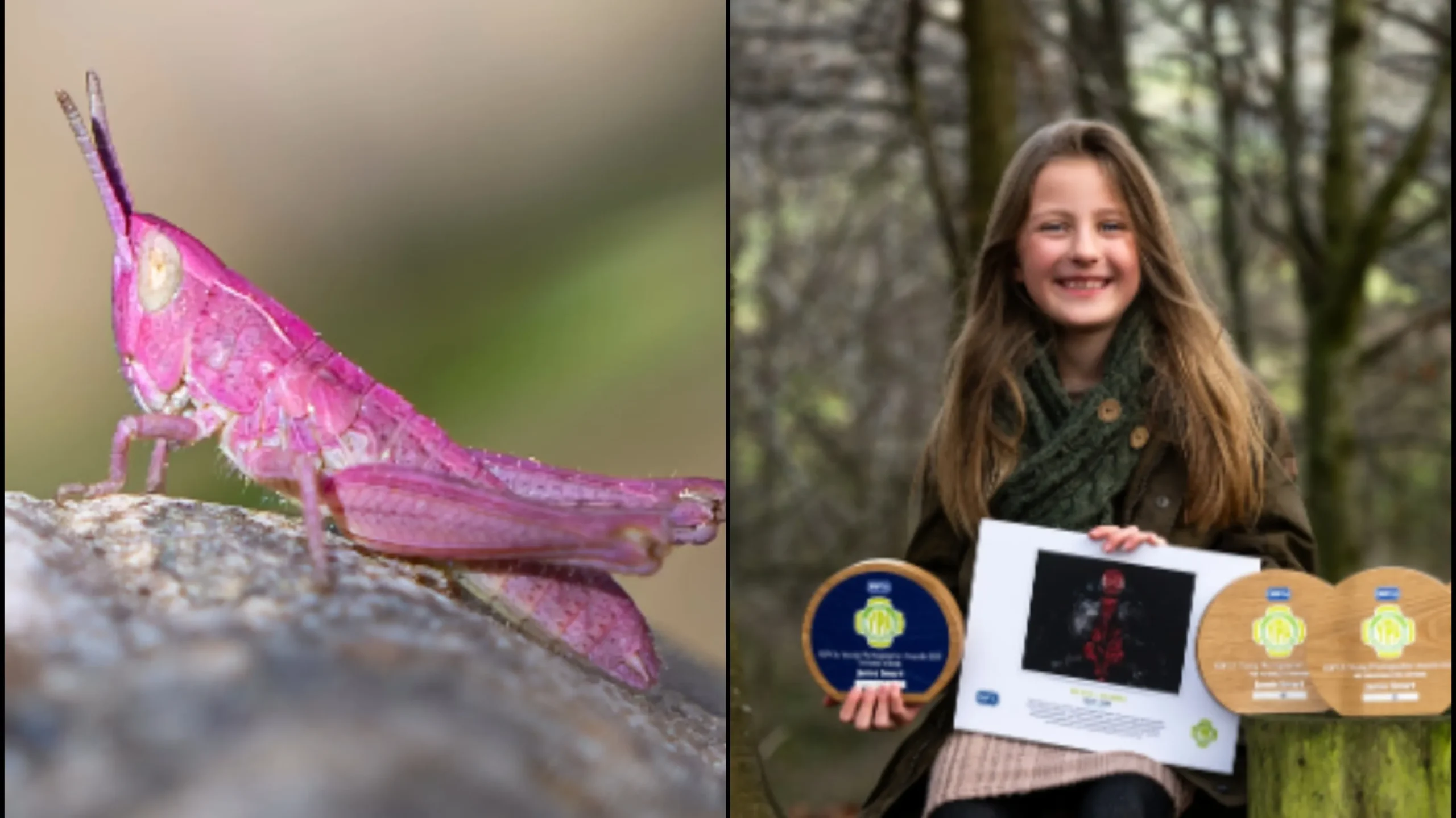 “An 8-year-old photographer from the UK takes a stunning photo of a rare pink grasshopper”