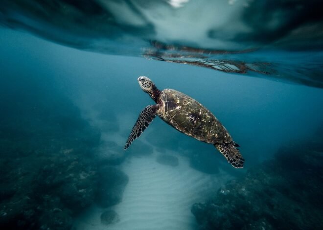 Once blown off course, six rare turtles are returned to their original habitat Regards, Royal Navy