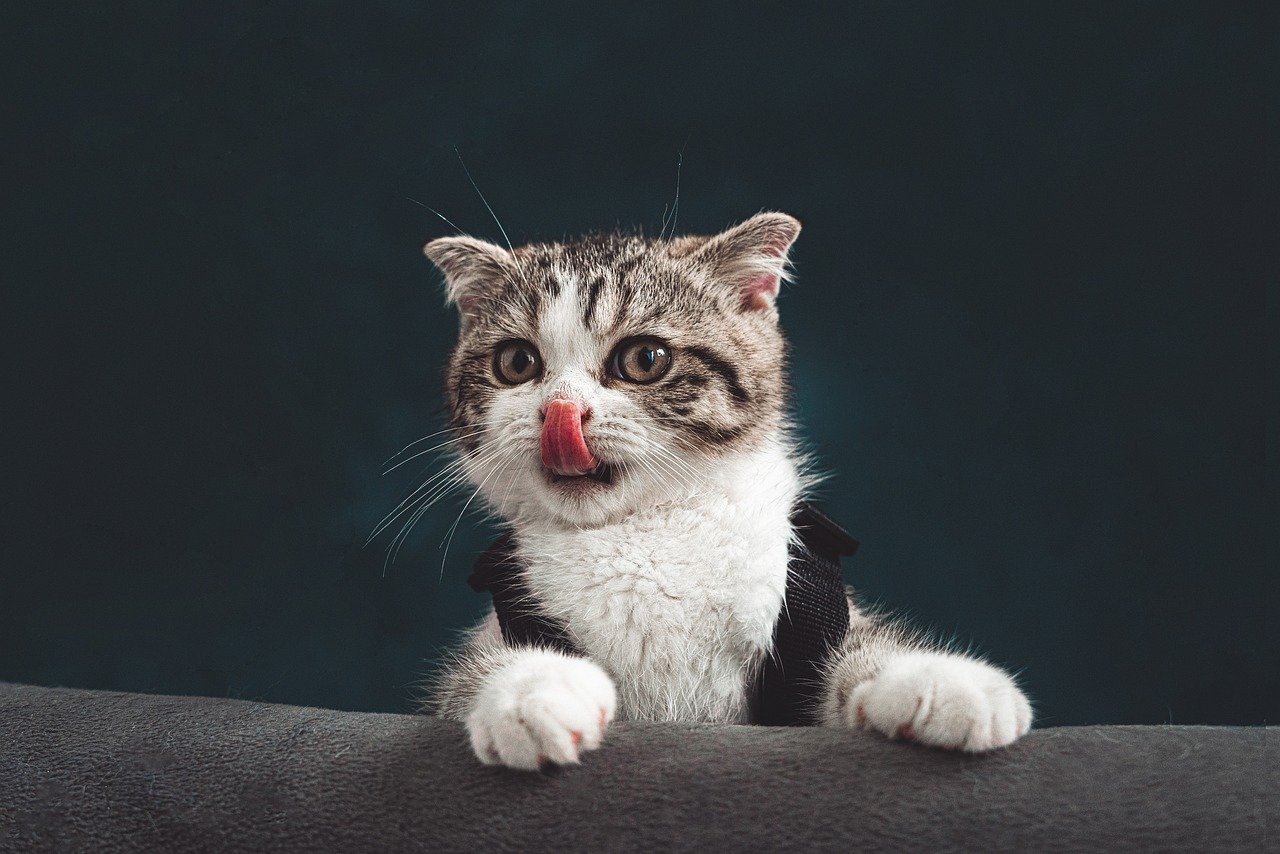 32 amusing things that cats do