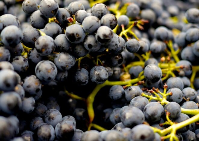 2024 looks to be an exciting year for wine, according to vineyards.