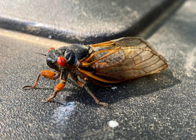 It only happens once every seventeen years to jam with the cicadas in New Jersey.