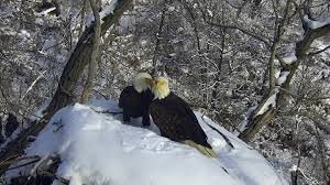 To the joy of watchers around the world, a new eagle camera is going live in Minnesota.