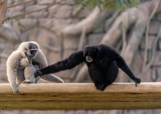 43 monkeys escape from a research facility, putting a US town on notice.