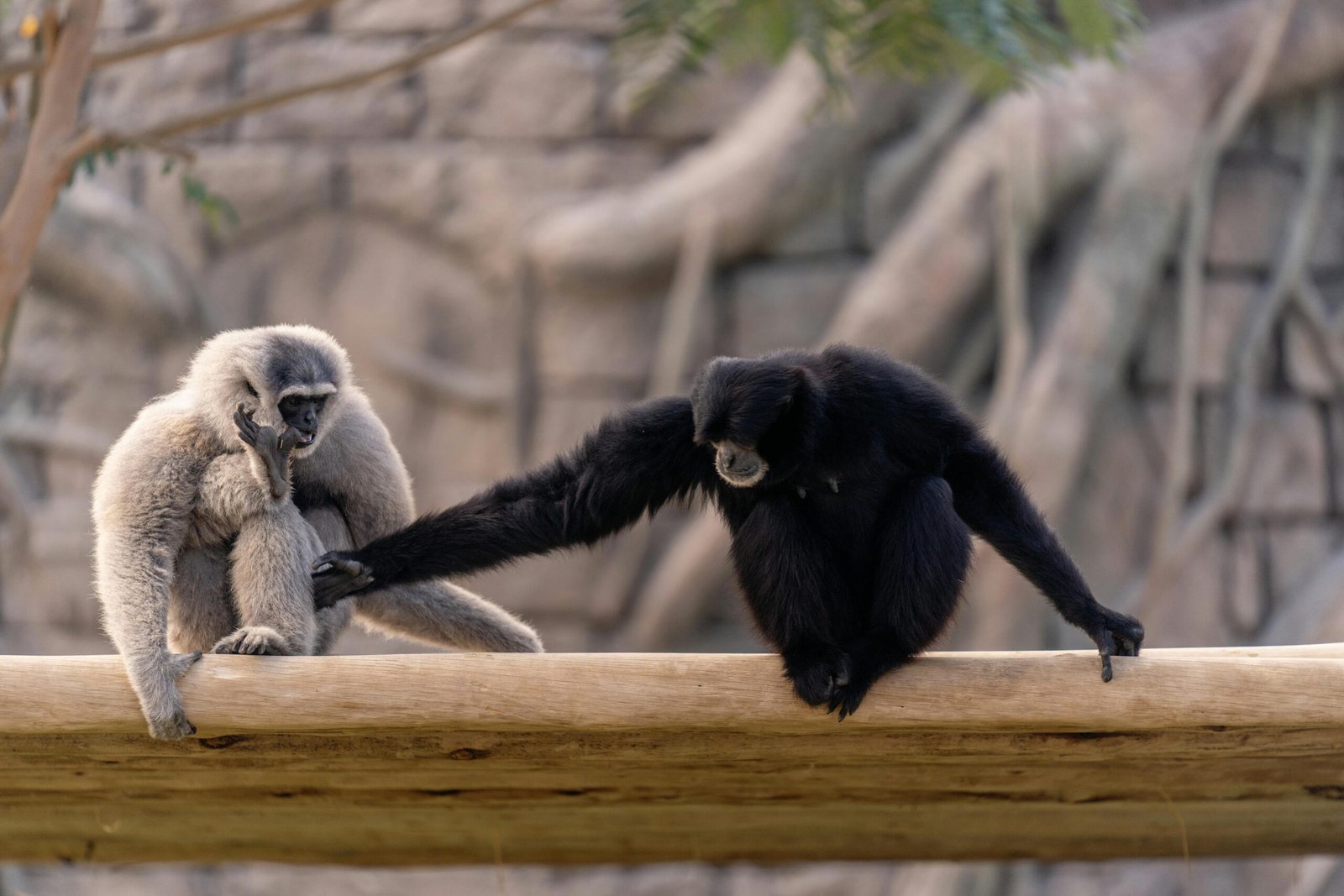 43 monkeys escape from a research facility, putting a US town on notice.