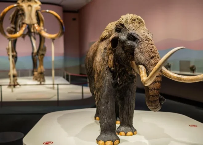 The first laboratory-created elephant stem cells may aid in the mammoth’s resuscitation.