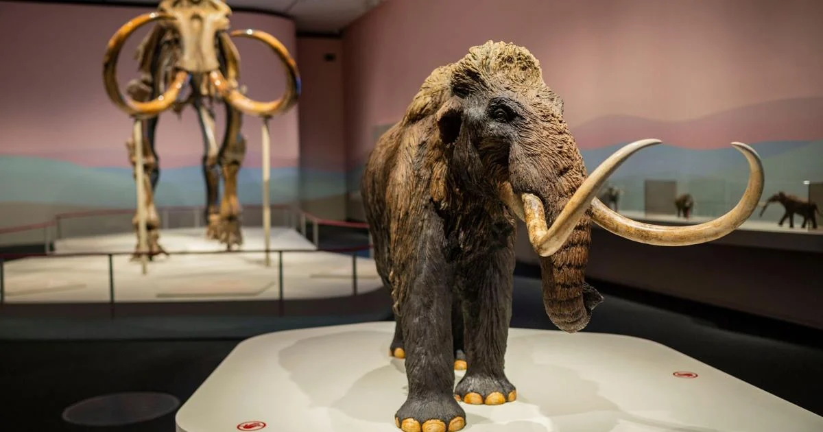 The first laboratory-created elephant stem cells may aid in the mammoth’s resuscitation.