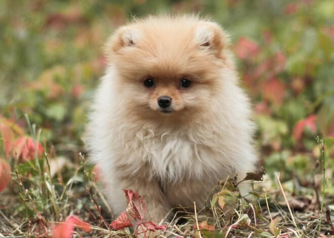 A Pomeranian Dog Amazingly Avoids Injuries After Surviving a Nine-Storey Fall