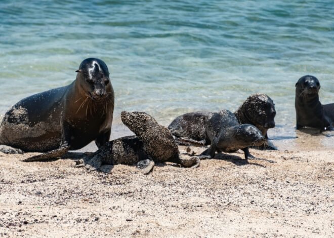 Fur Seals Return to California Islands After 150 Years, From 150,000 Pups to None