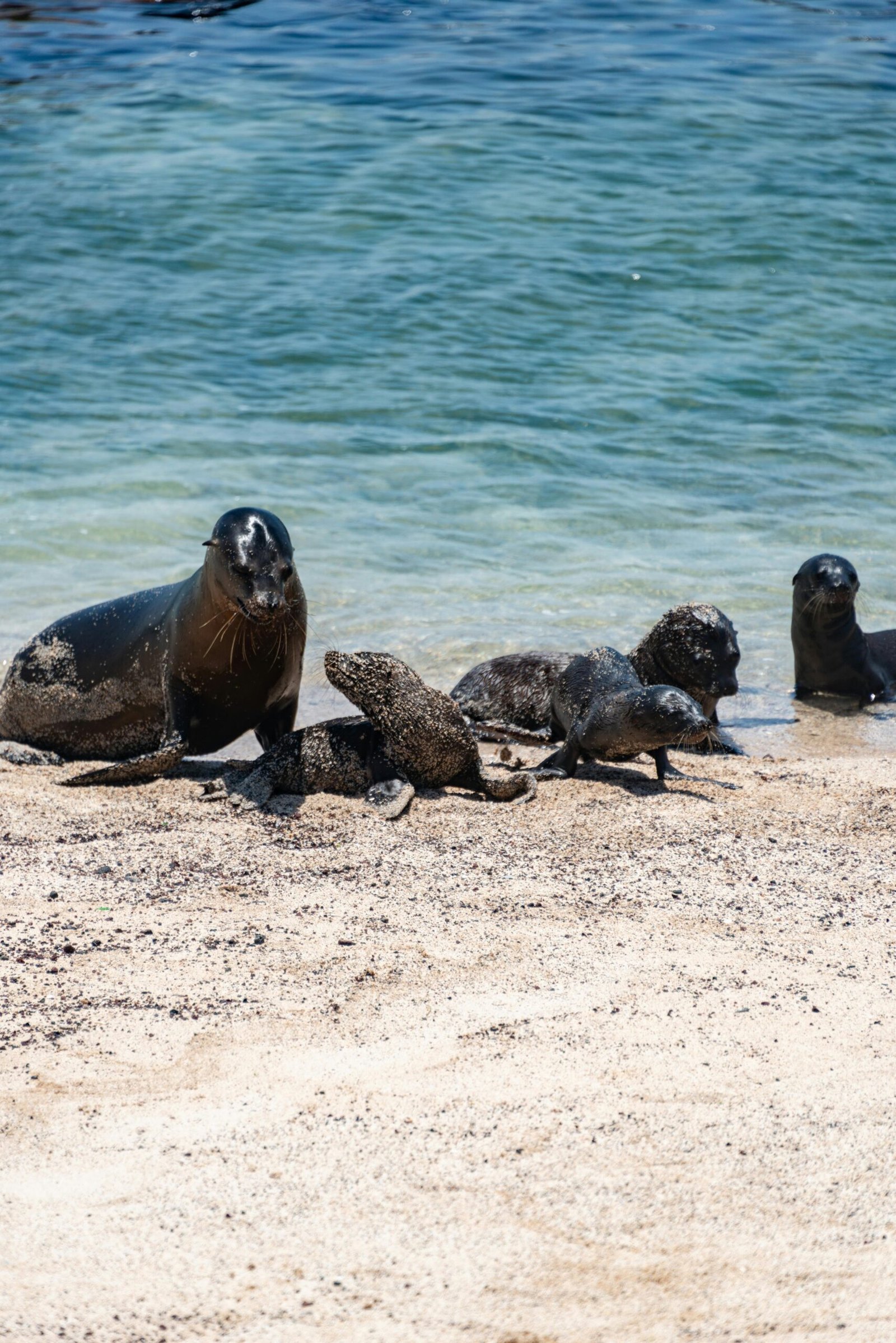 Fur Seals Return to California Islands After 150 Years, From 150,000 Pups to None